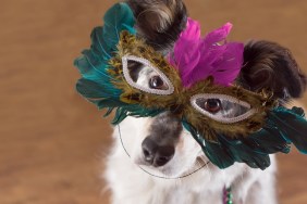 Border Collie Australian shepherd mix dog wearing feather mask masquerade costume bead necklace in observance celebration of carnival mardi gras looking at camera and ready to party have fun celebrate