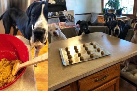 homemade dog treats