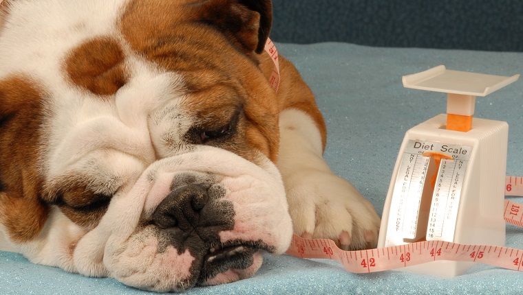 dog on a diet with a weighing scale