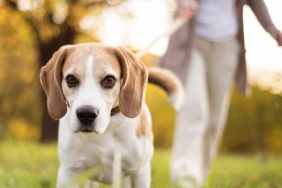 Dog Walking Injuries With Seniors