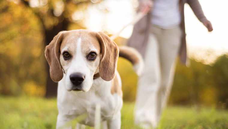 Dog Walking Injuries With Seniors