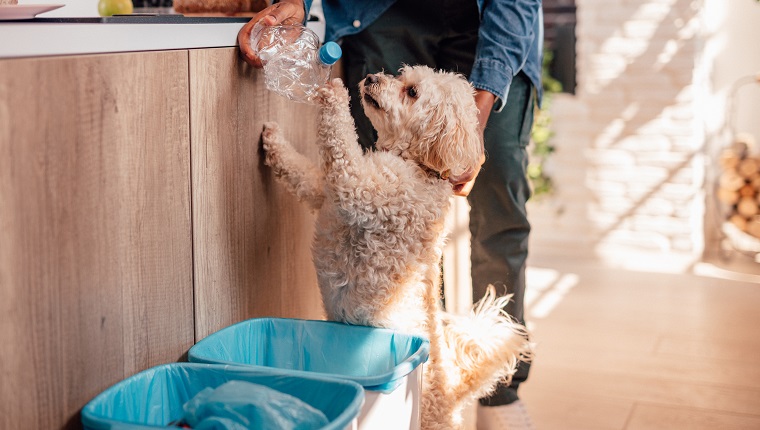 Young man recycling bottles with his dog