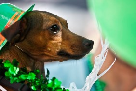 Cute dog is dressed in costume for St. Patty's Day. He is wearing a hat and shamrocks around his neck.