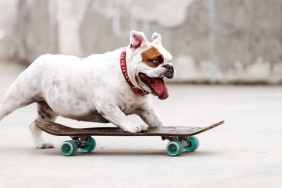 Dog Extreme Sports