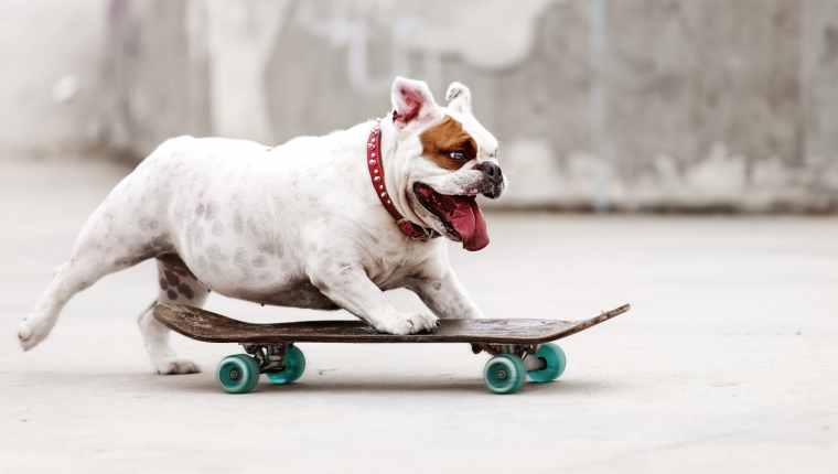 Dog Extreme Sports