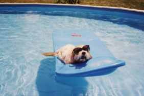 Dog Floating