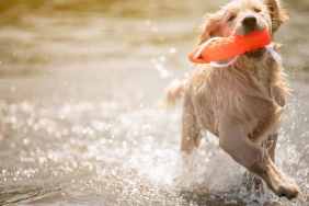 Dog Breed Swimming 1