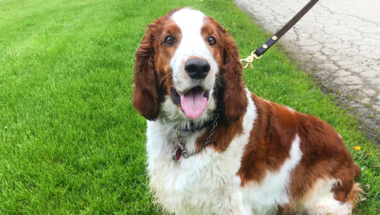 Cute dog at Strut for Strays 2019