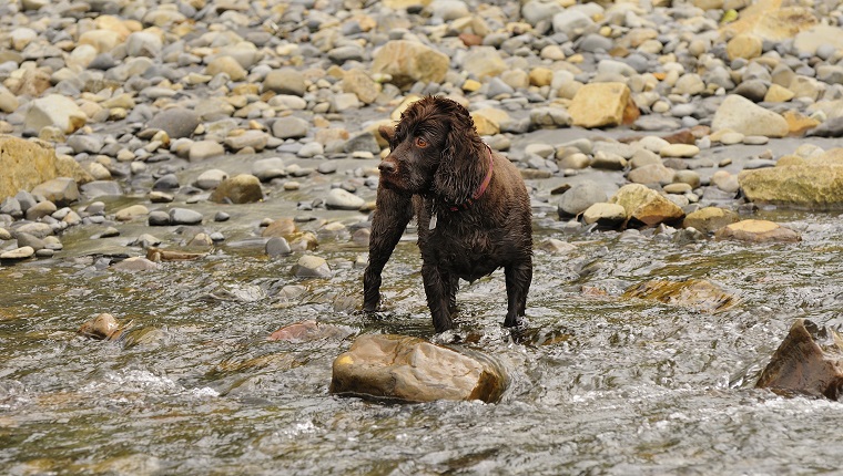 Boykin Spaniel waiting with intense anticipation.