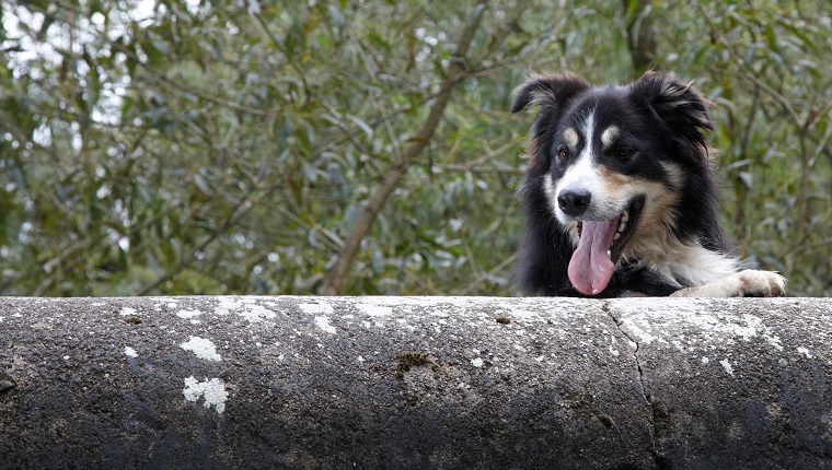 Collie looking over stone bridge