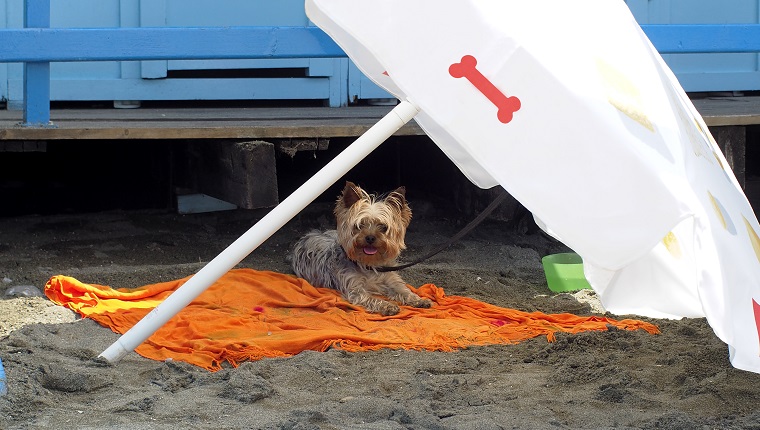 Yorkshire terrier under the shade