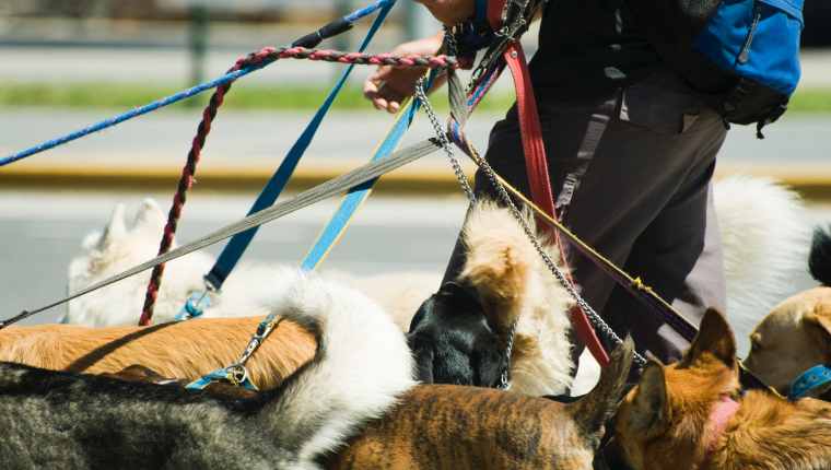 Dog Leashes 2