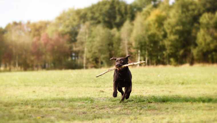 Dog Unusual Toys