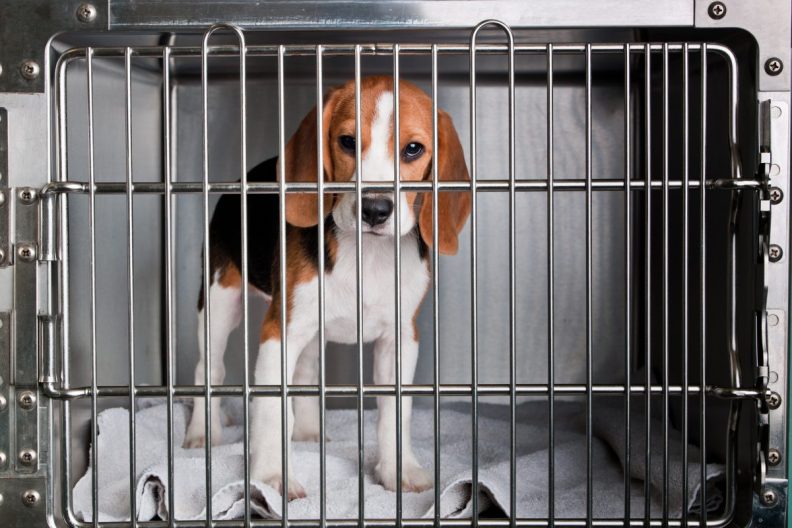 A Beagle dog in a cage at the animal shelter.