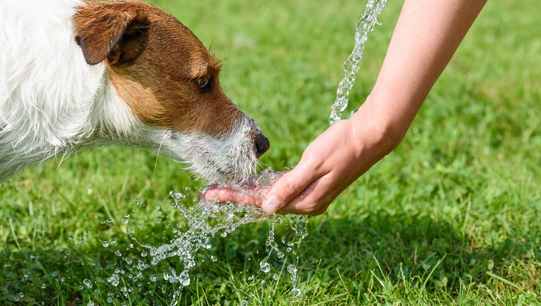 Jack Russell Terrier drinking water