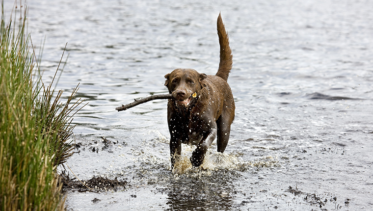 Labrador (Canis lupus familiaris) running with stick through water. (Photo by: Arterra/Universal Images Group via Getty Images)