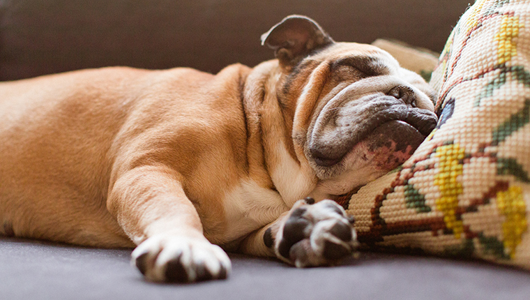 English bulldog sleeping on couch with little crocheted pillow under her head.