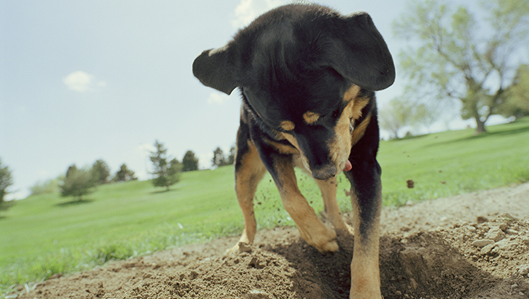 dog digging