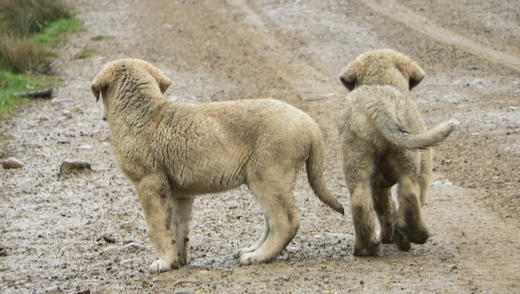 Rear view of two small Spanish mastiffs abandoned on a dirt road in León, Spain.