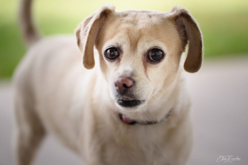 A Cheagle, a mix between the Chihuahua and Beagle, stares dubiously into the lens.