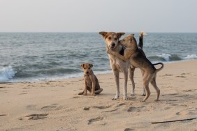 Dogs Playing on the Beach in Kerala.