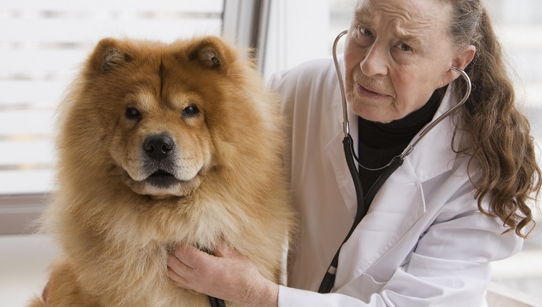 Chilean veterinarian giving dog a checkup