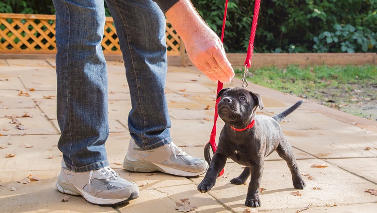 A cute black Staffordshire bull terrier puppy with a red collar and red leash, standing on three legs, being trained by a man in jeans and trainers holding a treat for the puppy.