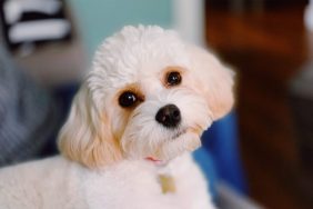 A close-up of a Cavachon, a mix between Cavalier King Charlies Spaniel and Bichon Frise.