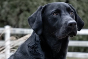 Photograph of an Afador dog breed with a white fence in the background.