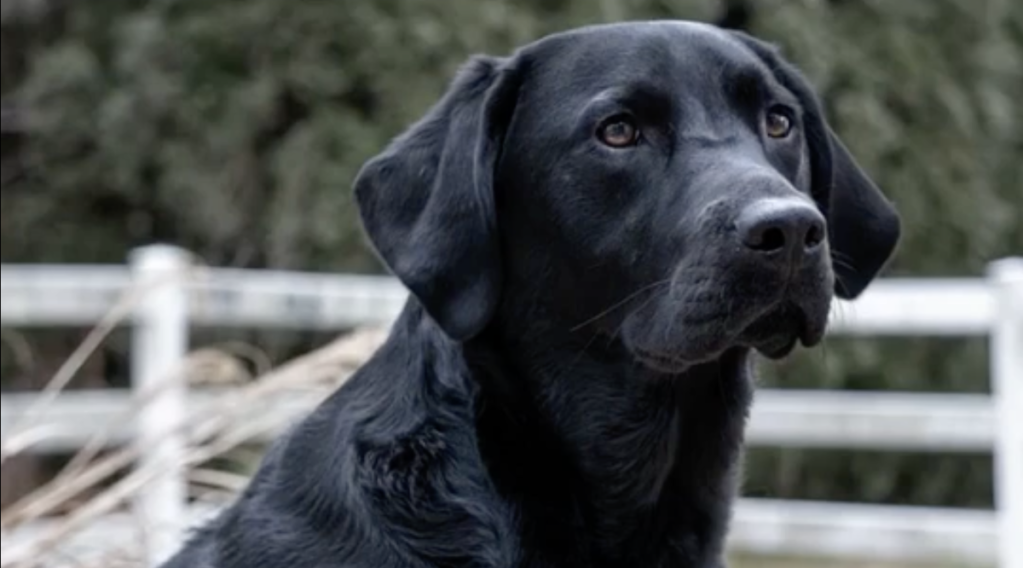 Photograph of an Afador dog breed with a white fence in the background.