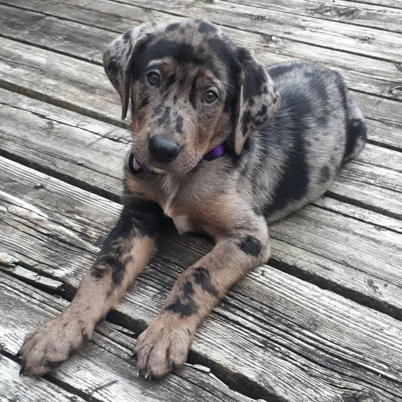 american leopard hound dog breed picture