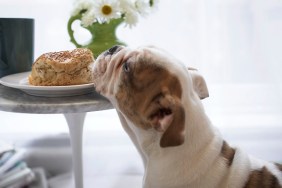 Bulldog sniffing bread roll on plate