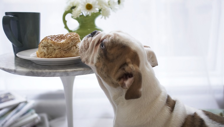 Bulldog sniffing bread roll on plate