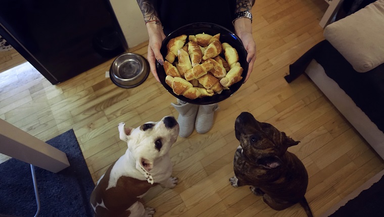 Woman holding bowl with bread rolls, and dog sitting and waiting for her to get them.