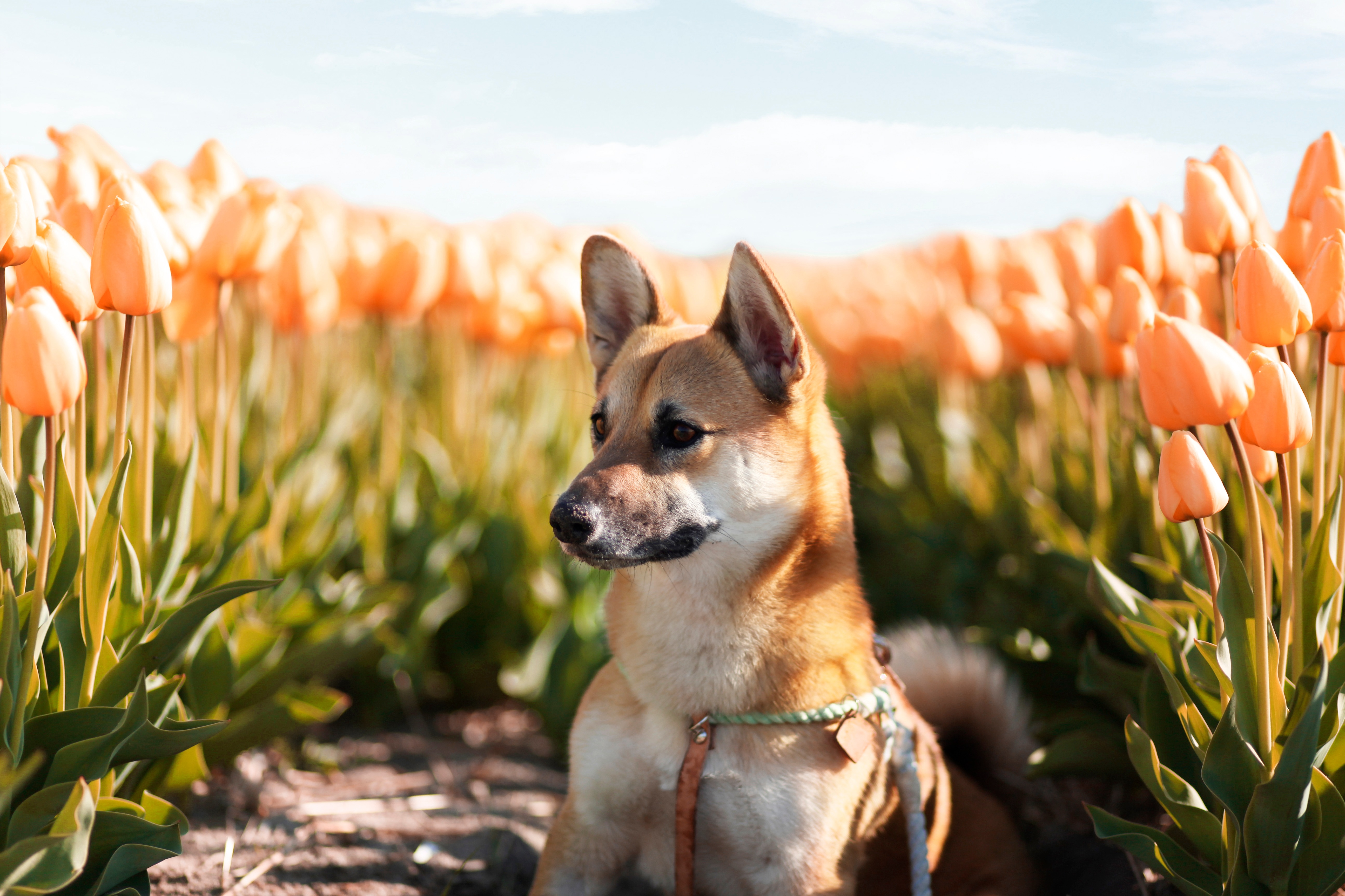 corgi inu corgi shiba inu mixed dog breed
