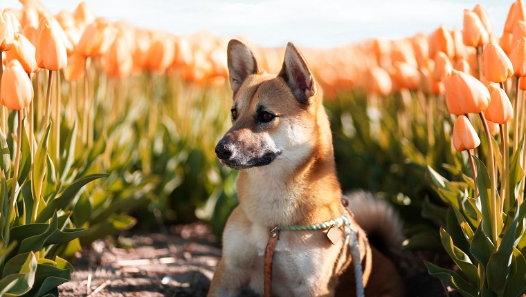 corgi inu corgi shiba inu mixed dog breed