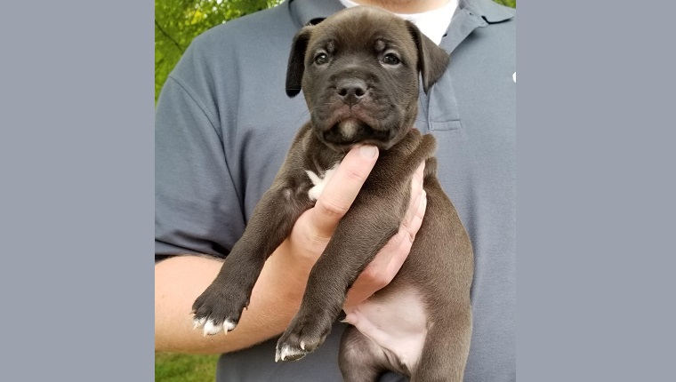 Valor the Pit Bull puppy