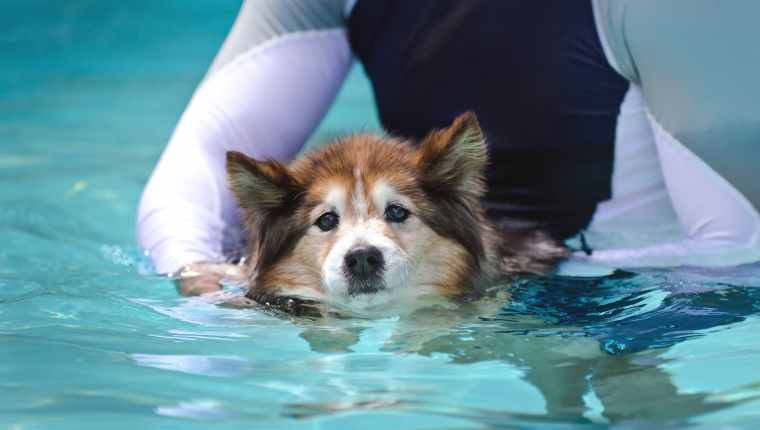 Dog Hydrotherapy