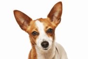 Cute young Podengo standing. Curiously looking to camera. White Background.