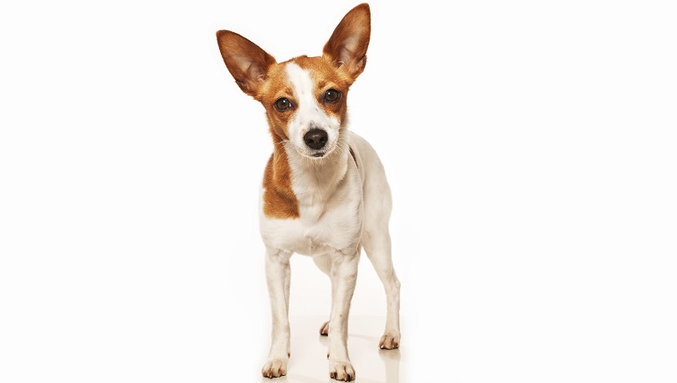 Cute young Podengo standing. Curiously looking to camera. White Background.