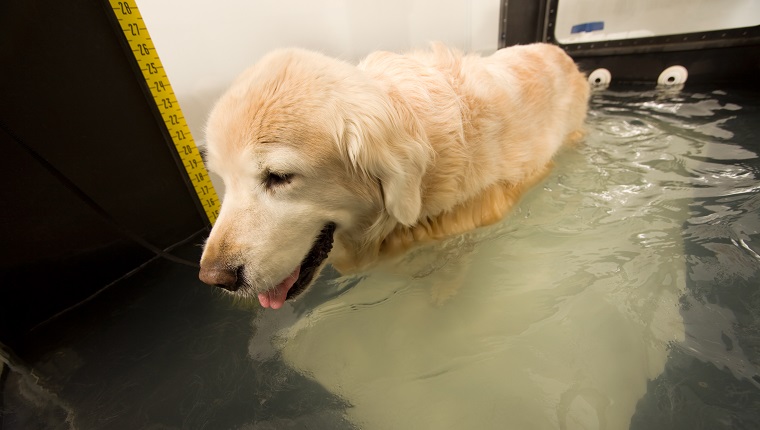 Senior Golden Retriever Hydrotherapy Exercise