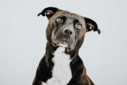 Black Staffordshire bull terrier / Labrador mix against white backdrop