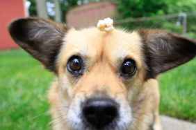 Dog Popcorn 1