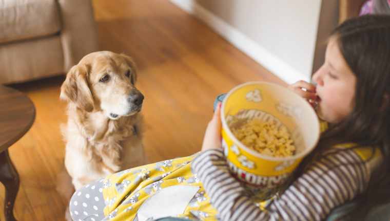 Dog Popcorn 2