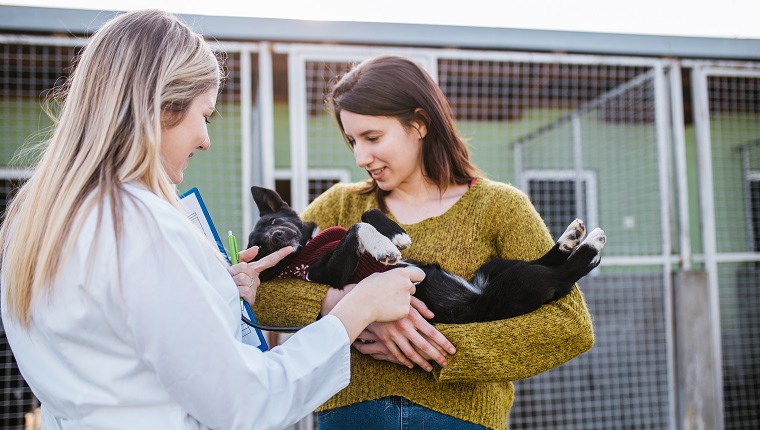 Veterinarians at animal shelter checking health of dogs.