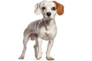 cav-a-jack cavalier king charles spaniel jack russell terrier mixed dog breed