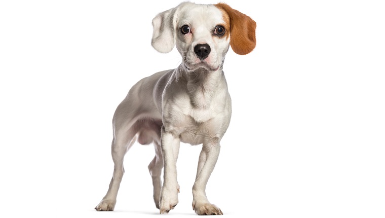cav-a-jack cavalier king charles spaniel jack russell terrier mixed dog breed
