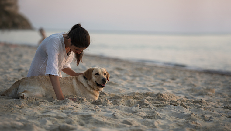 Dog on the beach