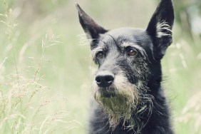 Old dog