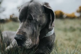 Blind dog